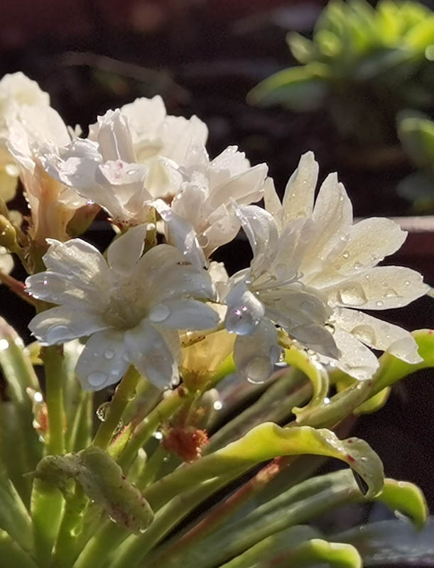 Lewisia cotyledon — formes claires photo